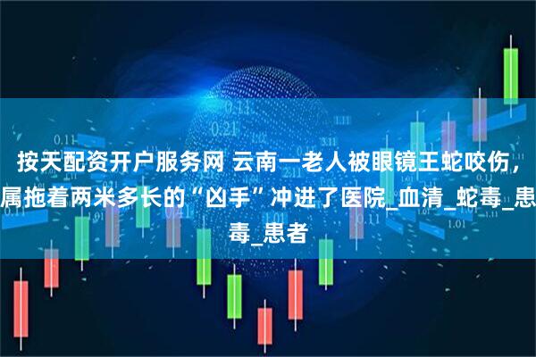 按天配资开户服务网 云南一老人被眼镜王蛇咬伤，家属拖着两米多长的“凶手”冲进了医院_血清_蛇毒_患者